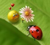 pic for Lady Bug 